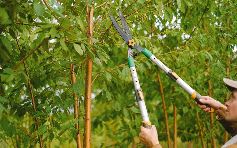 Tree trimming in Birch River, WV